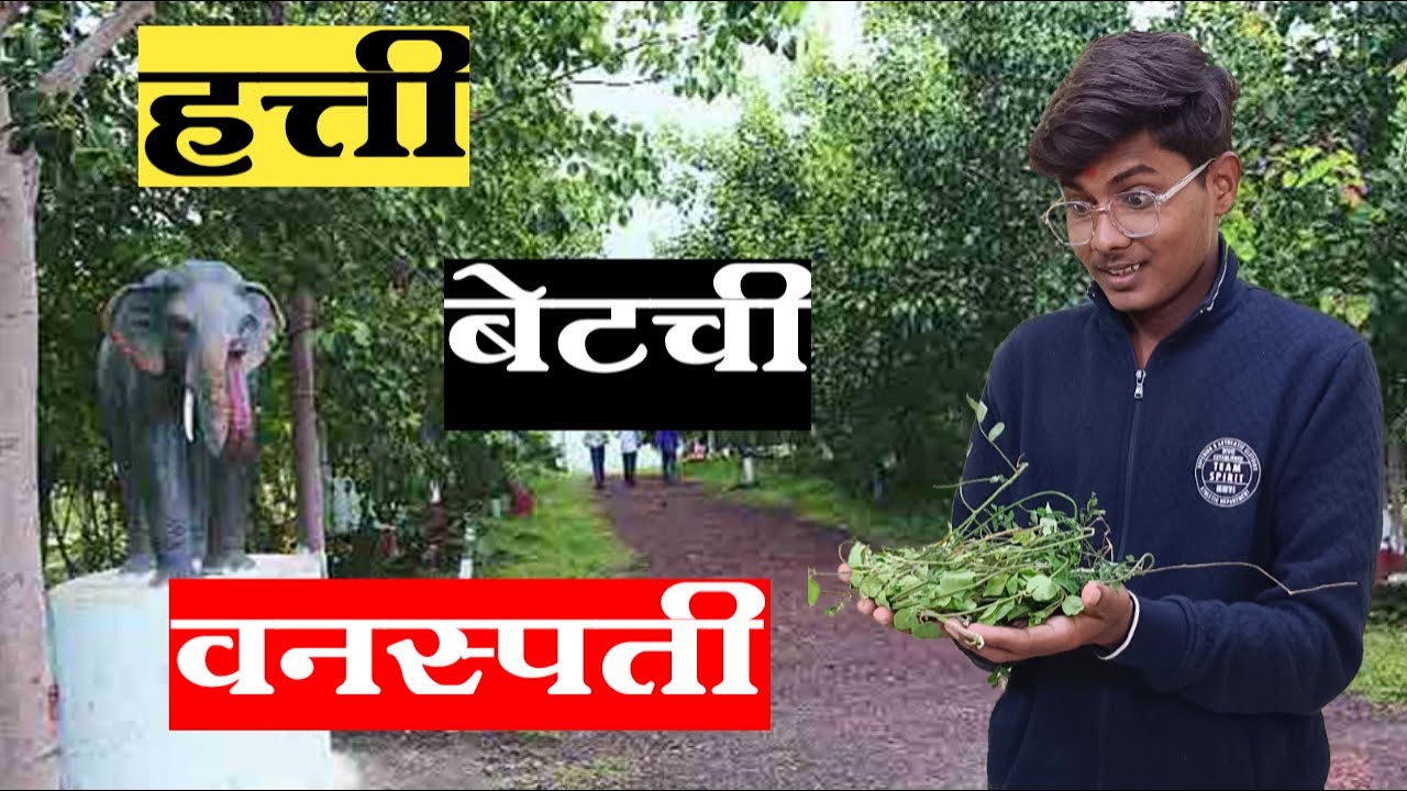 हत्तीबेट ची वनस्पती | hattibet chi vanspti | hattibet udgir  | हत्ती बेट उदगीर लातूर | hattibet