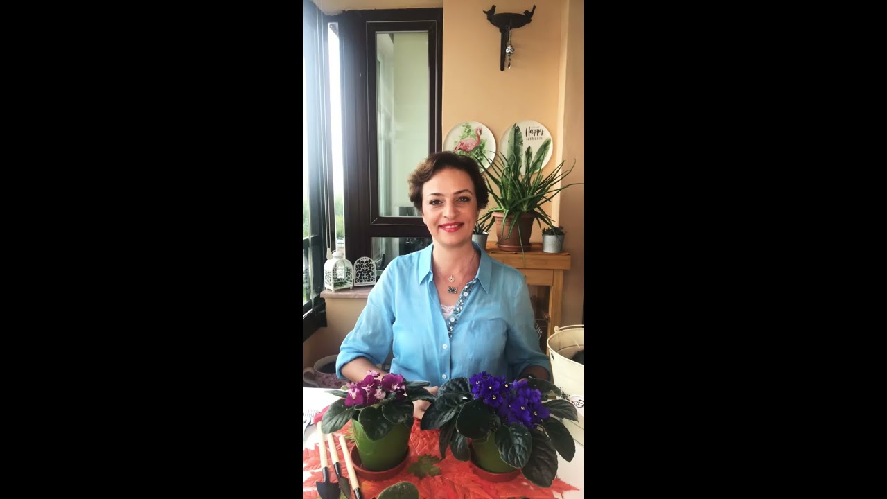 Menekşe Bakımı Nasıl Olur? Menekşe Sulama, Toprak Seçimi