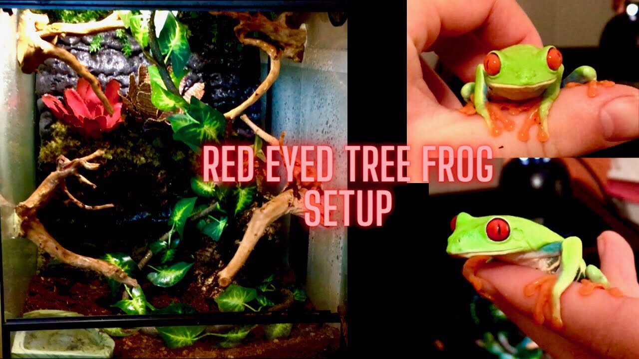 Red Eyed Tree Frog Setup!