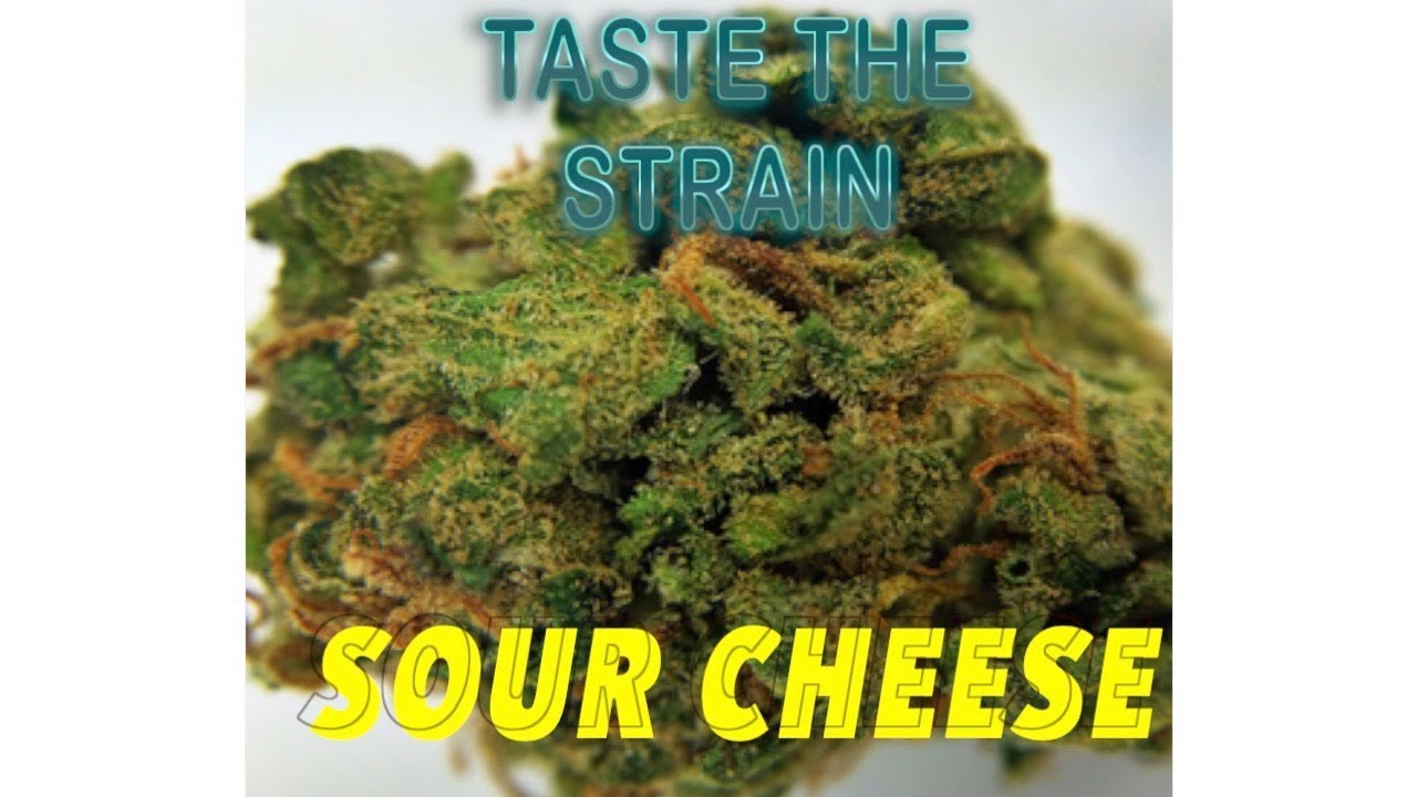 SOUR CHEESE! - Taste the Strain