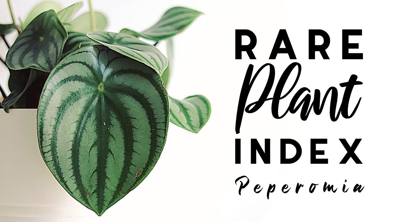 Rare Plant Index #8 | Peperomia | Uncommon to Extremely Rare Plants!