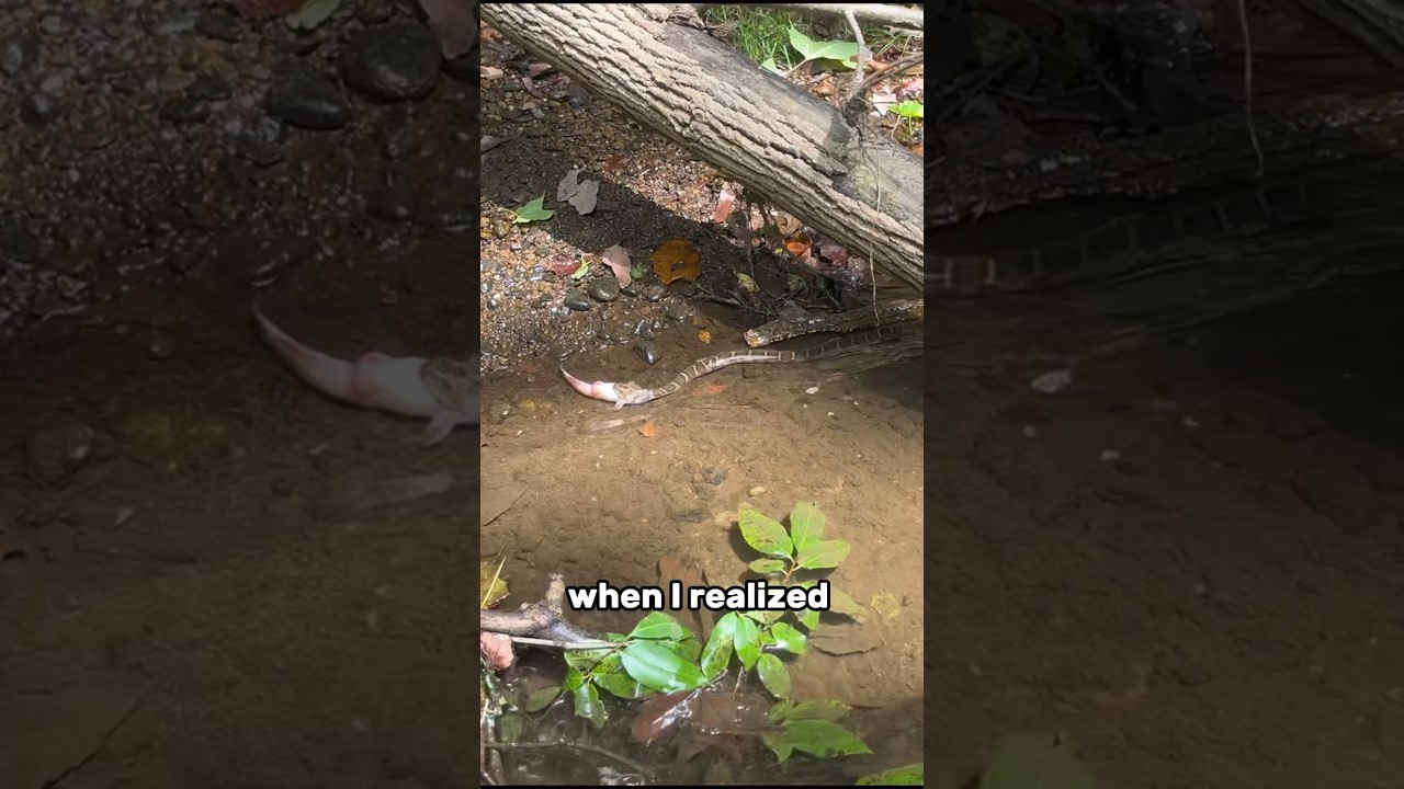 Whats living in this creek???