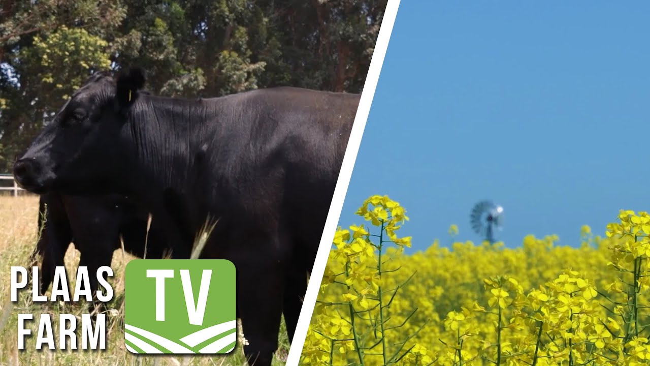 ARC National Beef Cattle Improvement Herd of the Year / SOILL: Plaas TV 19 Des 2022