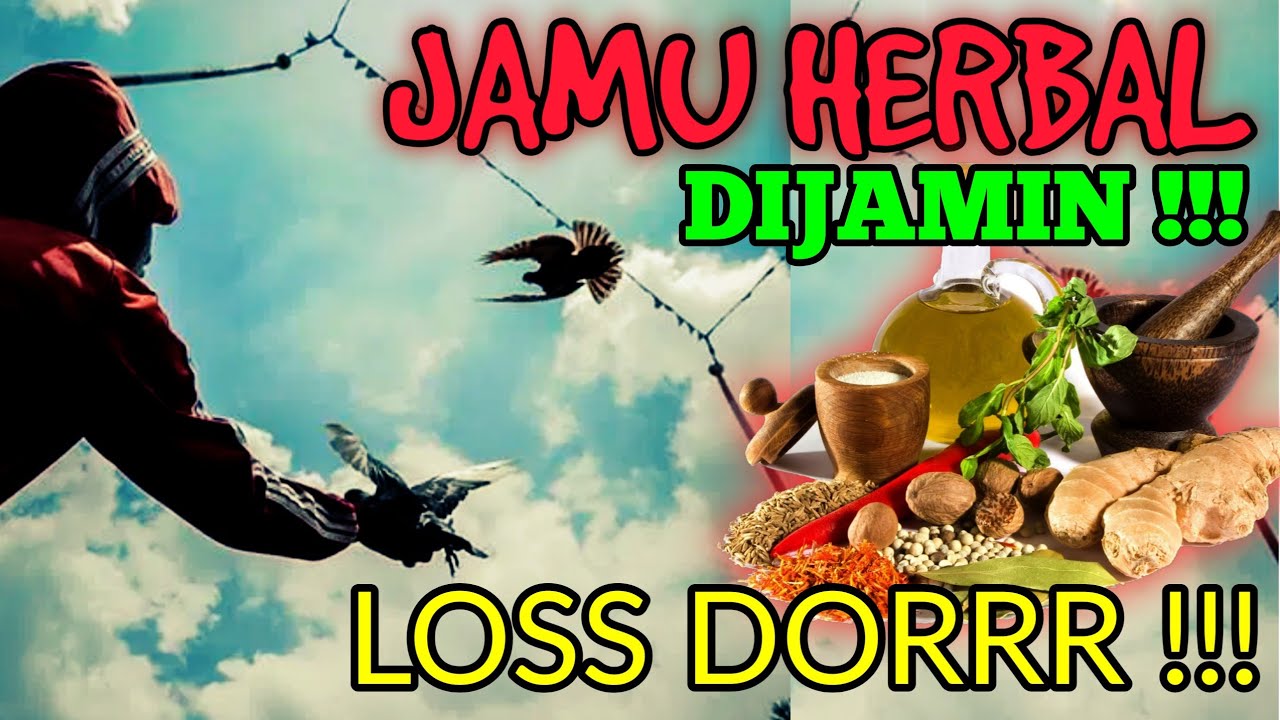 AMPUH !!! || Racikan herbal Merpati Stamina Maksimal ???