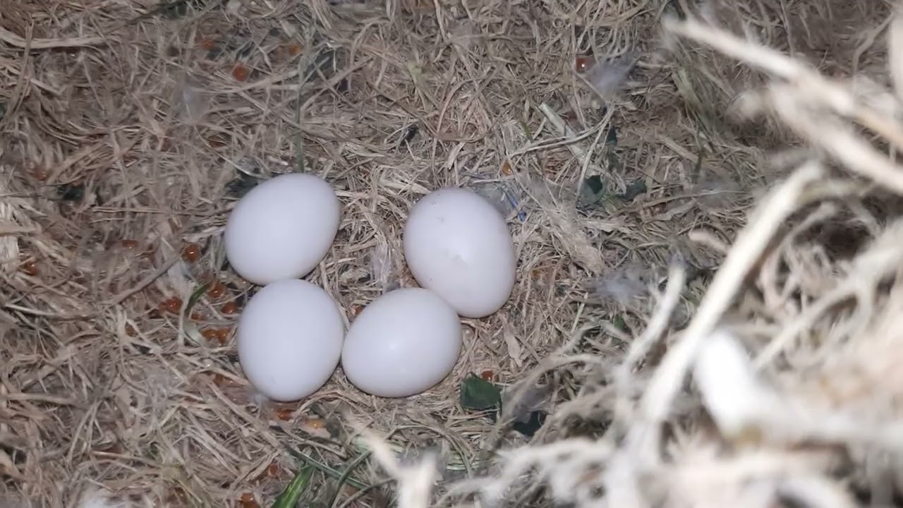 Feb 1,2025,ALBINO OPA X MAUVE OPA SPLIT INO silblings inbreeding