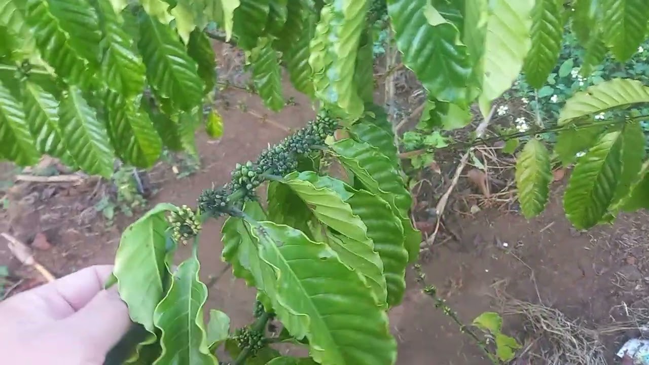 Tưới béc để diệt rầy rệp xáp trên cà phê 