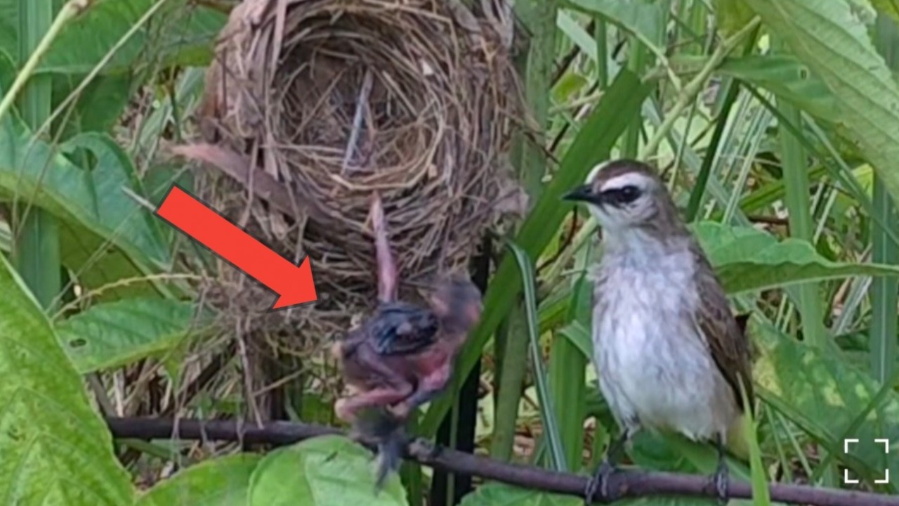 baby bird fell because the nest was tilted