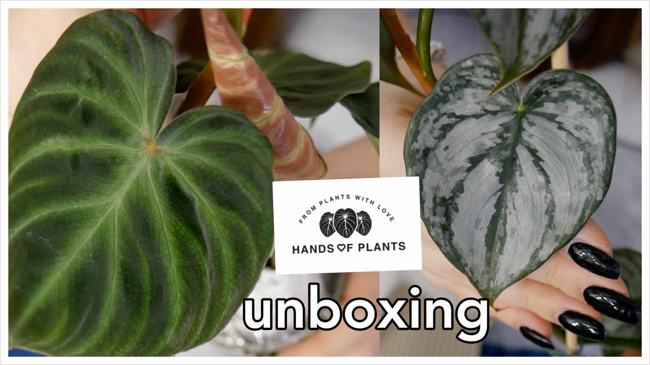 Otwieram paczkę z zamówieniem z Kiermaszu Mikołajkowego Hands of Plants!🎅🏼