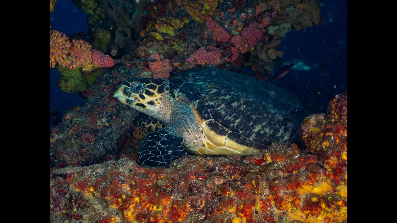 Hawks Bill Turtle and Goliath Grouper on Duane Wreck 01062026