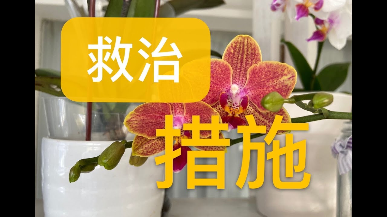 【19101】救治蝴蝶兰的几个小办法，万代兰的盆， 顺便看看那六棵小苗  //静姐说花110