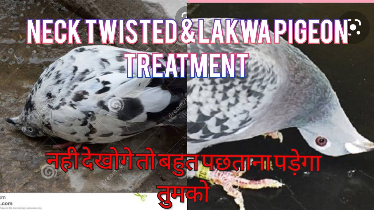 102#pigeon #Neck Twisted Pigeon #कबूतर का तेडी और लकवा का परमानेंट इलाज grantee ke sath #PMV VIRUS