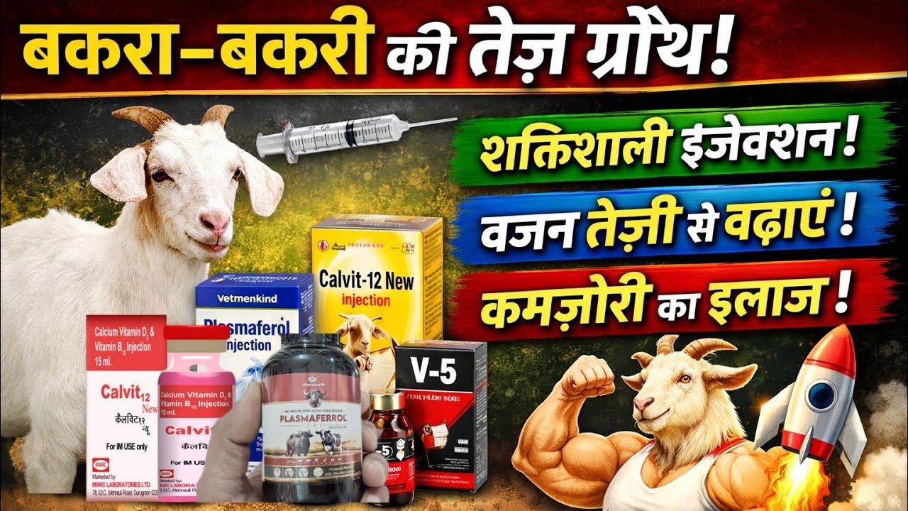 बकरा-बकरी की तेज़ ग्रोथ 🔥 | Plasmaferol + Calvit-12 New + V-5 Injection | Goat Farming Tips 
