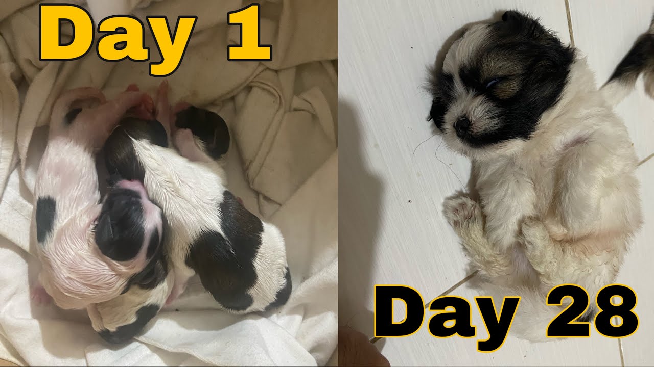Maltese x Shih Tzu Growing Up (Day 1 - Day 28)