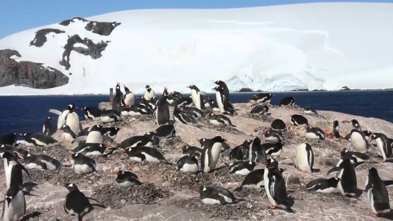 Viaggio alla fine del mondo: crociera rompighiaccio alla scoperta dell'Antartide