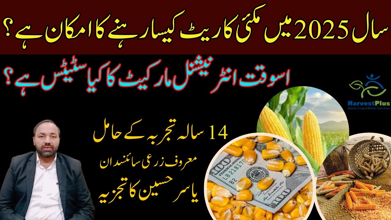 Corn Market Trends: A 2025 Outlook | Price Forecast of Corn Grain in Pakistan During 2025 |