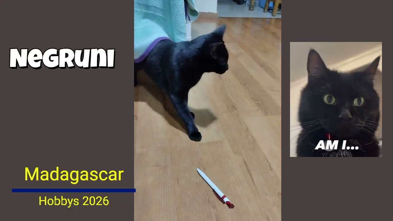 Negruni, the black cat, who just wants to play.