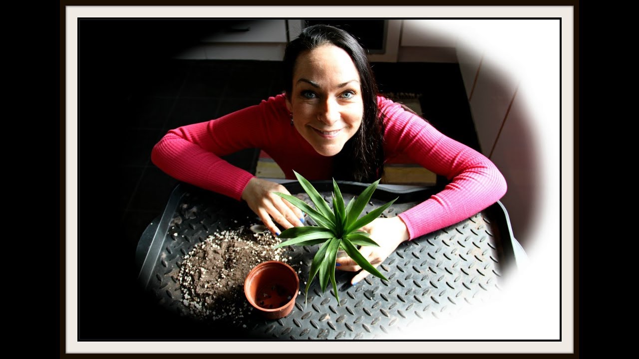 Propagating Pineapple - Potting up my Pineapple top that I have rooted using the Water Method