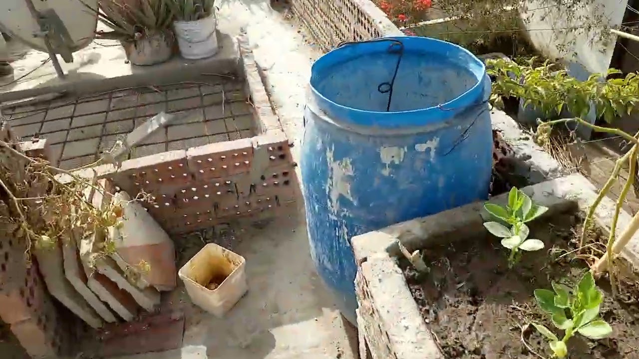 الخس بعد العزيق..الطماطم... السماد المتخمر واستعماله...المقاومه الحيوية 