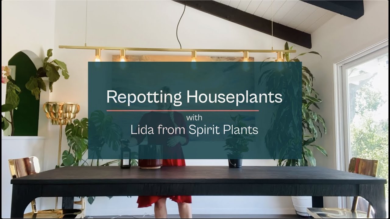 Lida AKA The Repotting Ninja Does What She Does Best