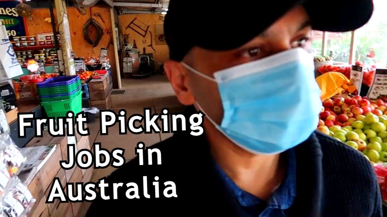 HOW TO FIND FRUIT PICKING JOB #fruitpicking #jobs #jobsaustralia #farmjobs