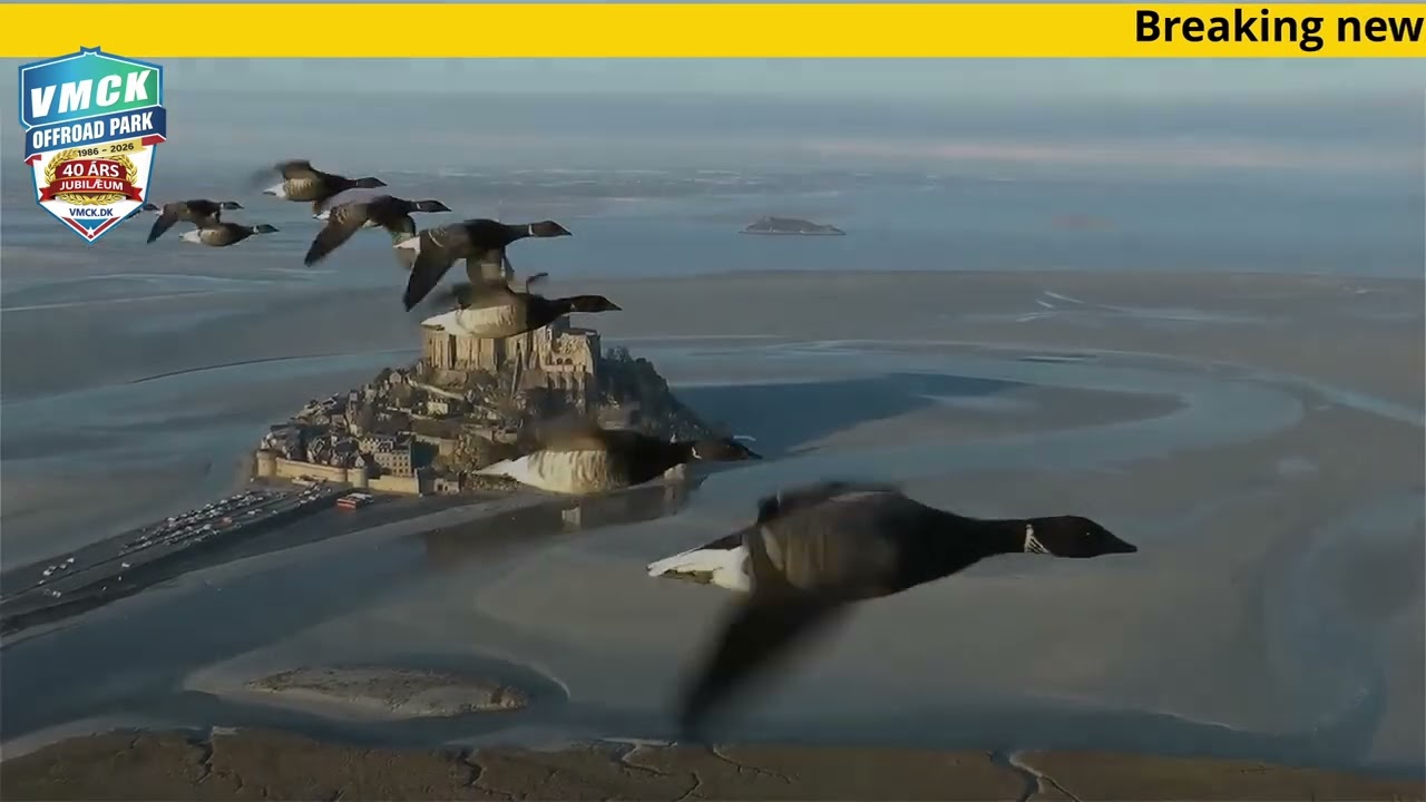 Gåsecup 2026