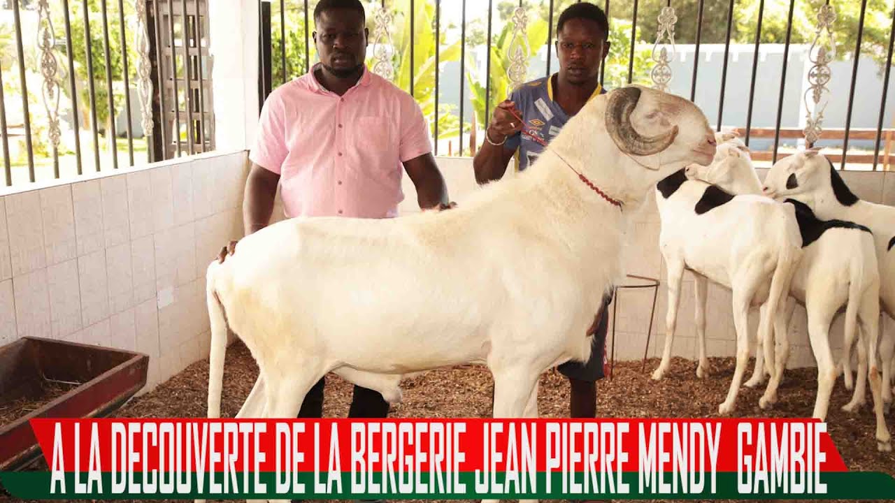 ELEVAGE GAMBIE : A LA DECOUVERTE DE LA BERGERIE JEAN PIERRE MENDY DE GABI SOHNA TEL +2203330702