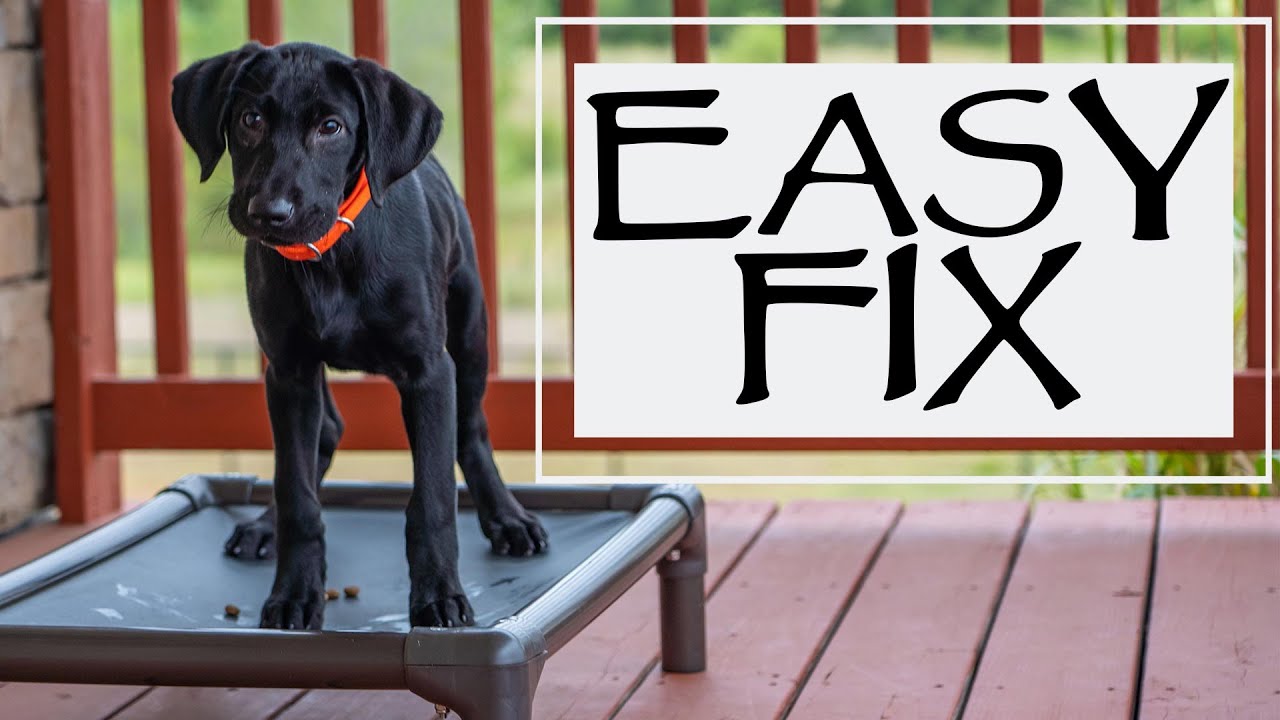 My Dog Only Listens When I Have Treats - Easy Fix