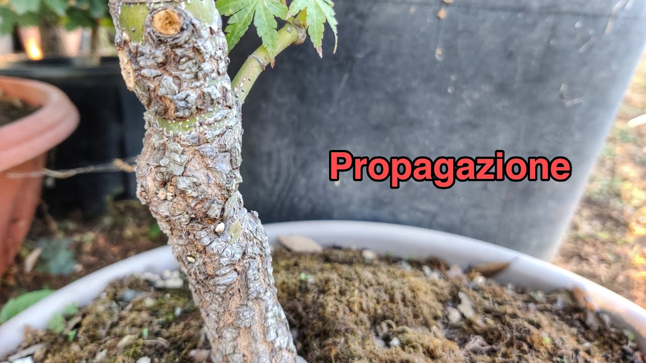 Aspettavate questo video da tanto! - Margotte Acero Arakawa
