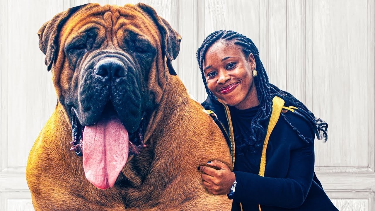 One On One With A GIANT BOERBOEL