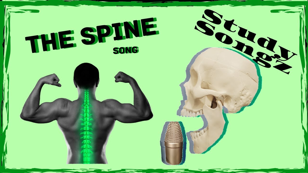 The SPINE SONG - Study Songz - Spine Vertebrae