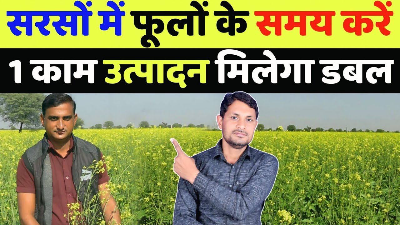 सरसों में फूल फलियों के समय करें सिर्फ 1 काम उत्पादन मिलेगा डबल | sarso ki kheti karne ka tarika