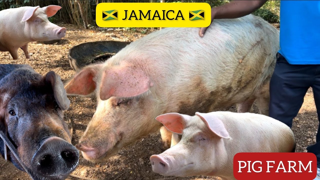VISITING A PIG FARM IN MANCHESTER||RURAL JAMAICA 🇯🇲