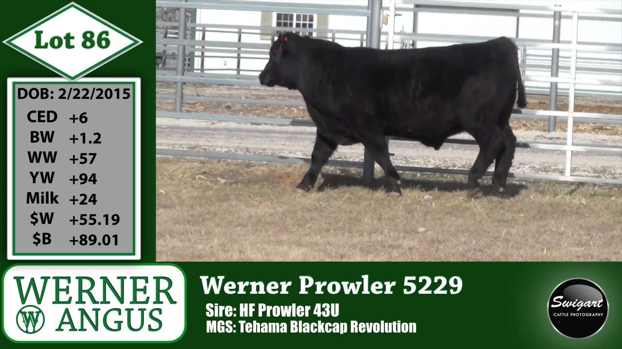 Werner Lot 86