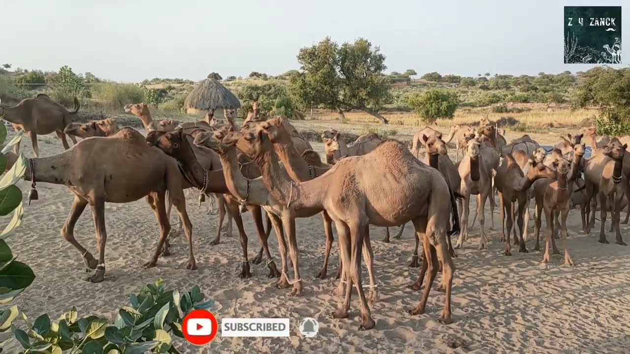 100  dromedary camels in desert.100 من الجمال العربي في #animals #camel #desert الصحراء. اونٹ