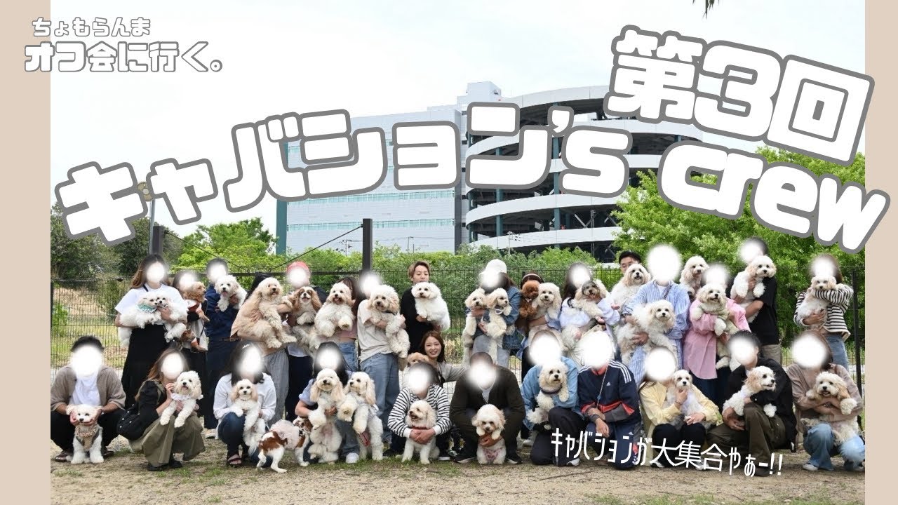 【キャバション好き必見！】総勢28匹のキャバションが大集合🐶🐶🐶🐶🐶