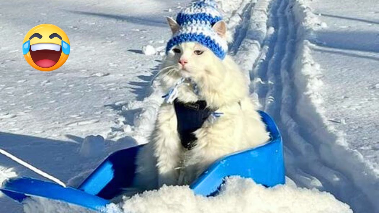 Funniest Animals in the Snow Hilarious Winter Fails You Cant Miss!