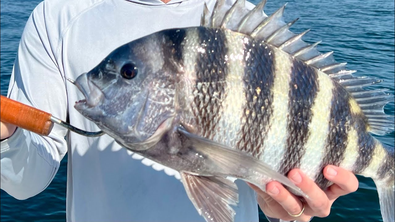Offshore Sheepshead Fishing in Savannah GA