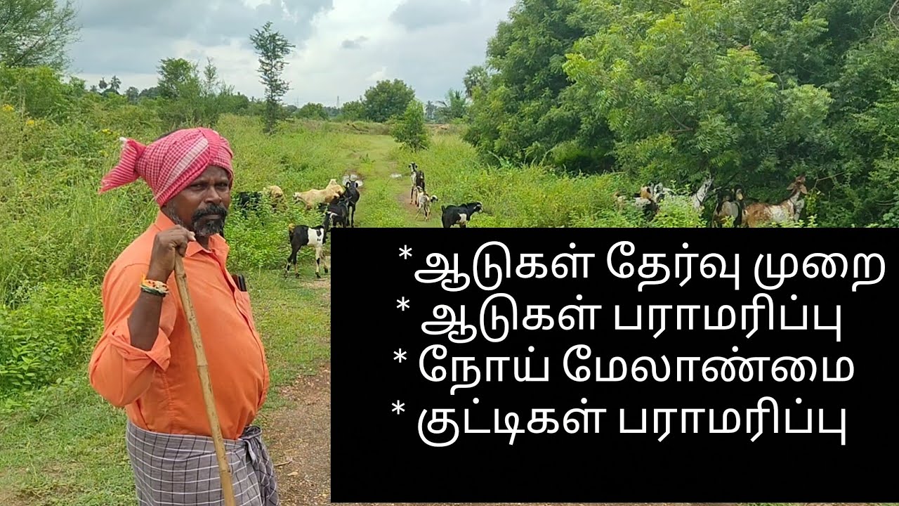 கிடை காத்தவனும், கடையை காத்தவனும்.வாழ்க்கை யில் கெட்டதாக சரித்திரம் இல்லை என்று சொல்லும் சம்சாரி... 