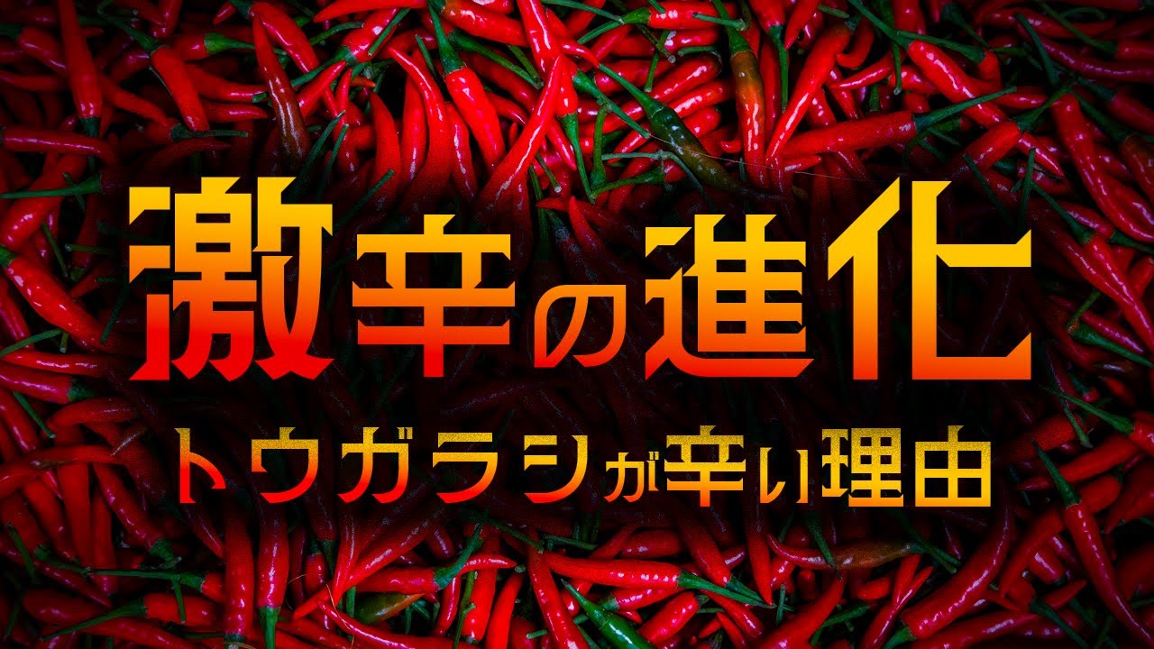 【ゆっくり解説】激辛｜なぜ鳥にトウガラシが効かないのか?【 進化論 / 科学 】
