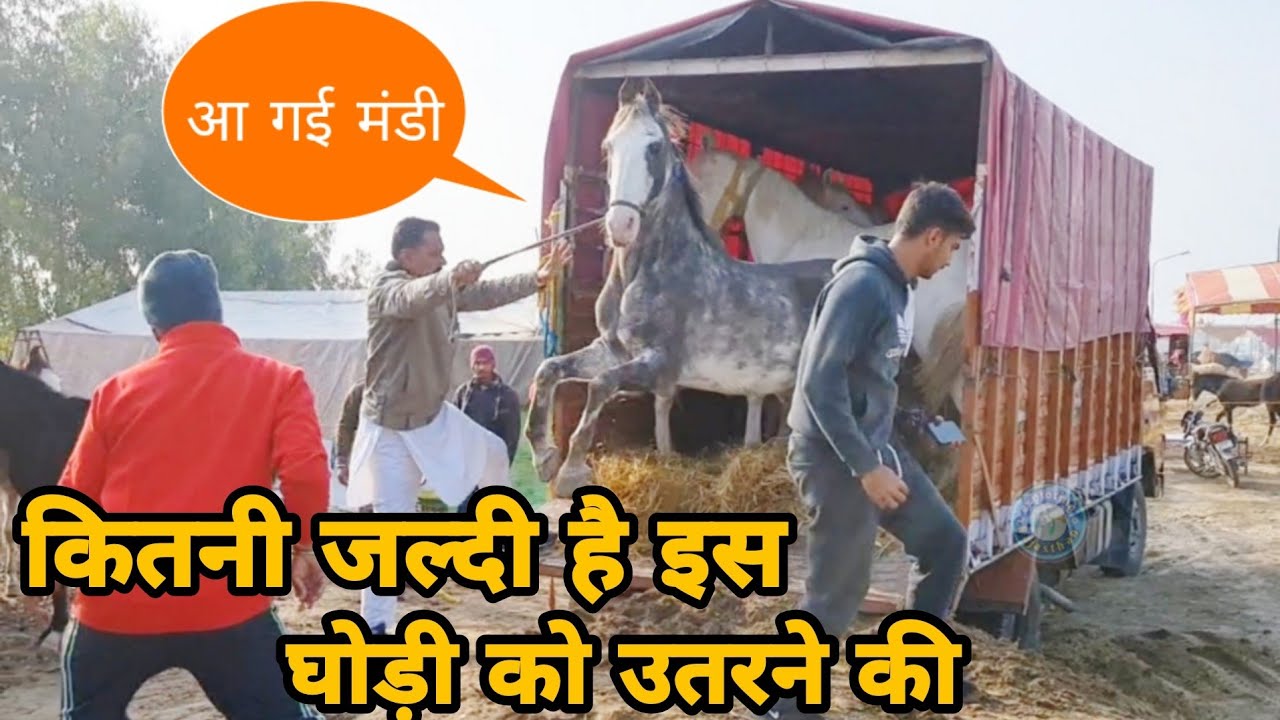 मुक्तसर मंडी मे उतरने लगे घोड़े घोड़िया || Muktsar Mela 2022