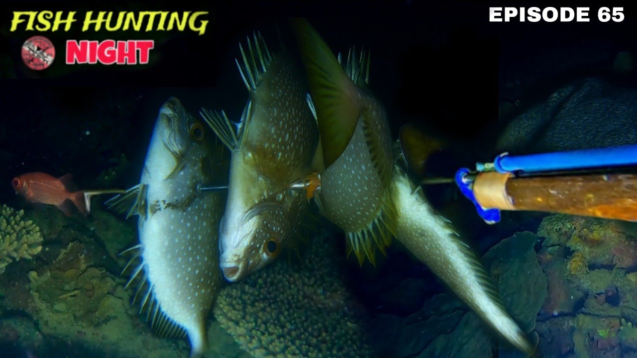 NIGHT SPEARFISHING EPISODE 65 | FISH HUNTING NIGHT | Jackpot Ikan Kerapu dan Ikan Manori