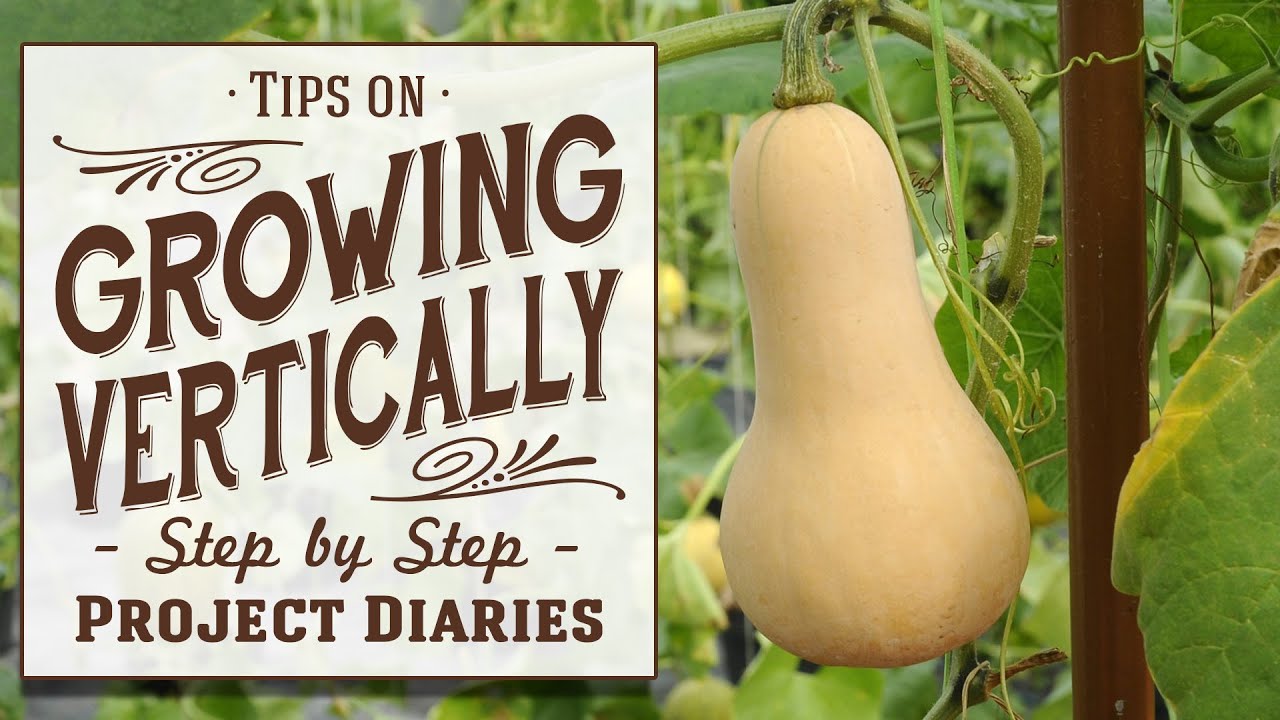 ★ Tips on Growing Vertically (Training Squash, Cucumbers, Melons etc)