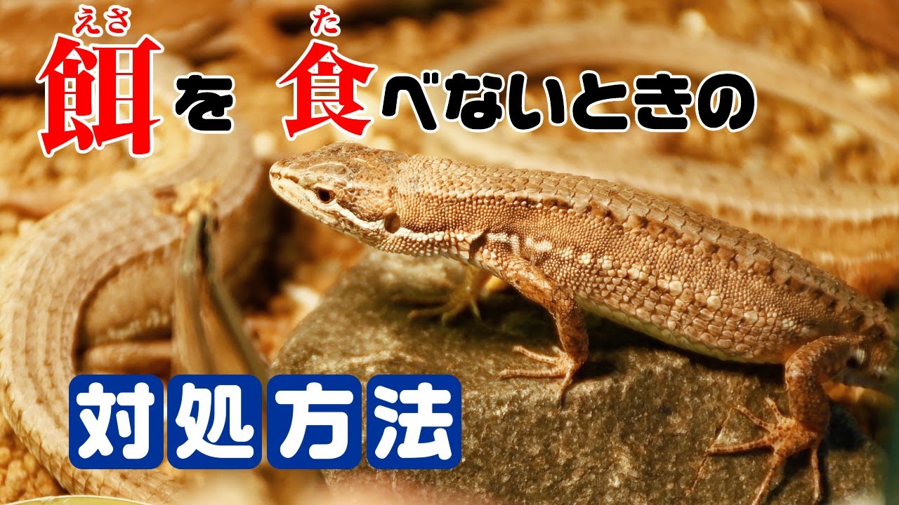 カナヘビが餌を食べないときの対処方法【拒食】