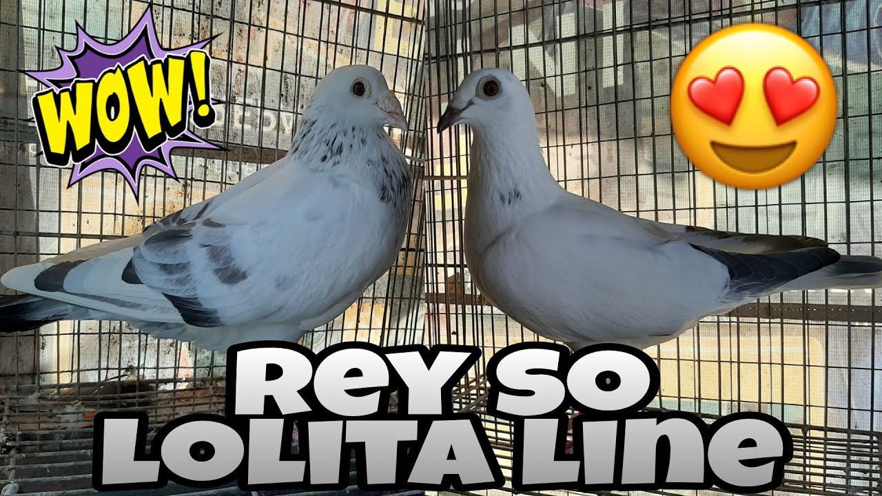 WHITE GRIZZLE PAIRING | REY SO LOLITA LINE 😱