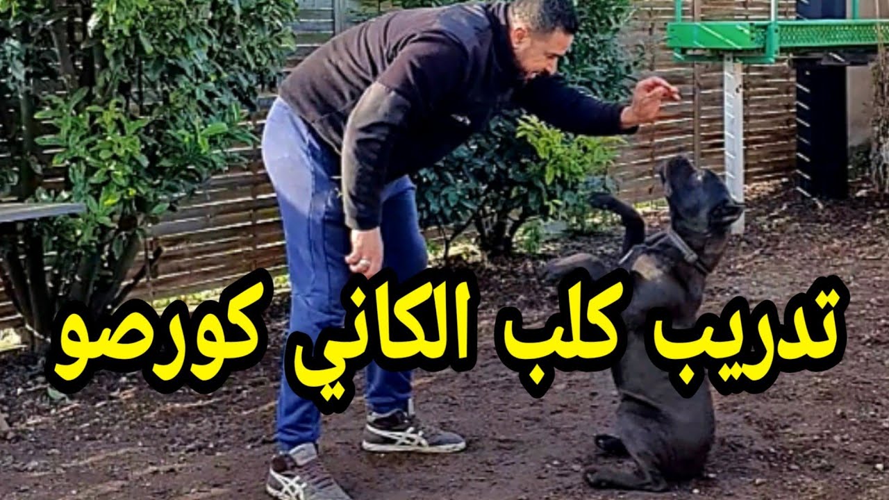 المراحل الأولى من تدريب كلب الكاني كورصو على الشراسة
