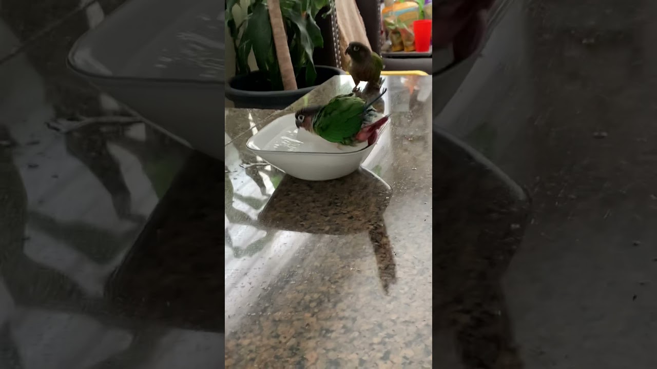 Jojo the conure having a bath