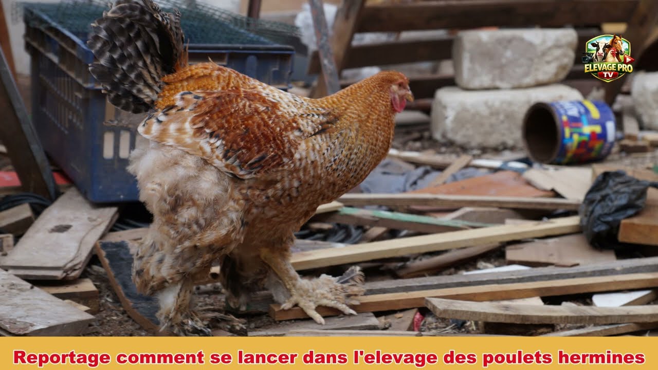 Voilà comment se lancer dans l'élevage des poulet de race herminé brahma 