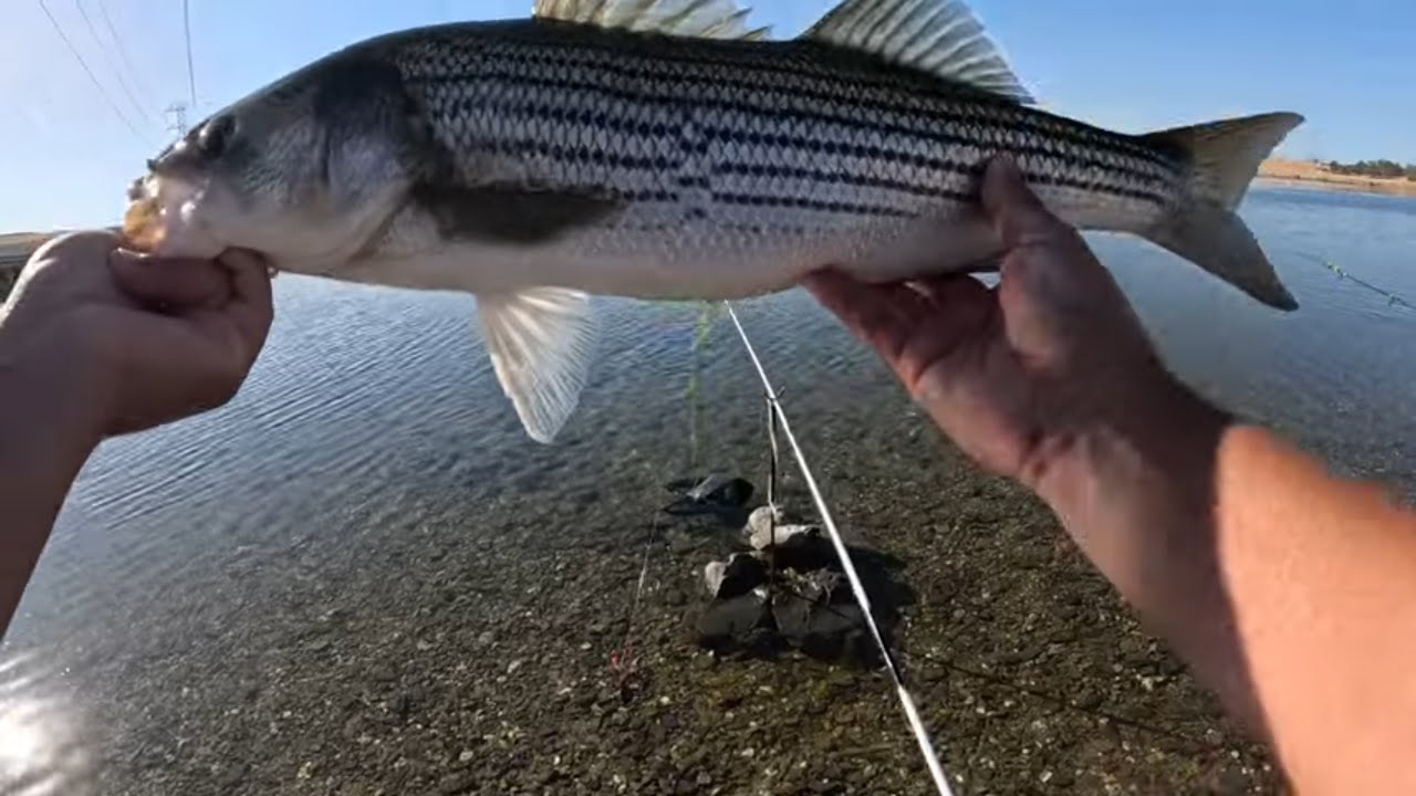 Striper Fishing Paradise!(O'Neill Forebay Fishing)