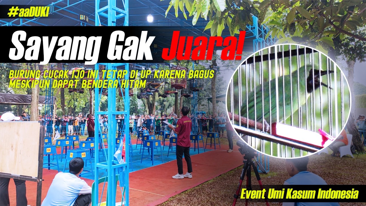Kalo Gak Bendera HITAM Pasti Juara!!