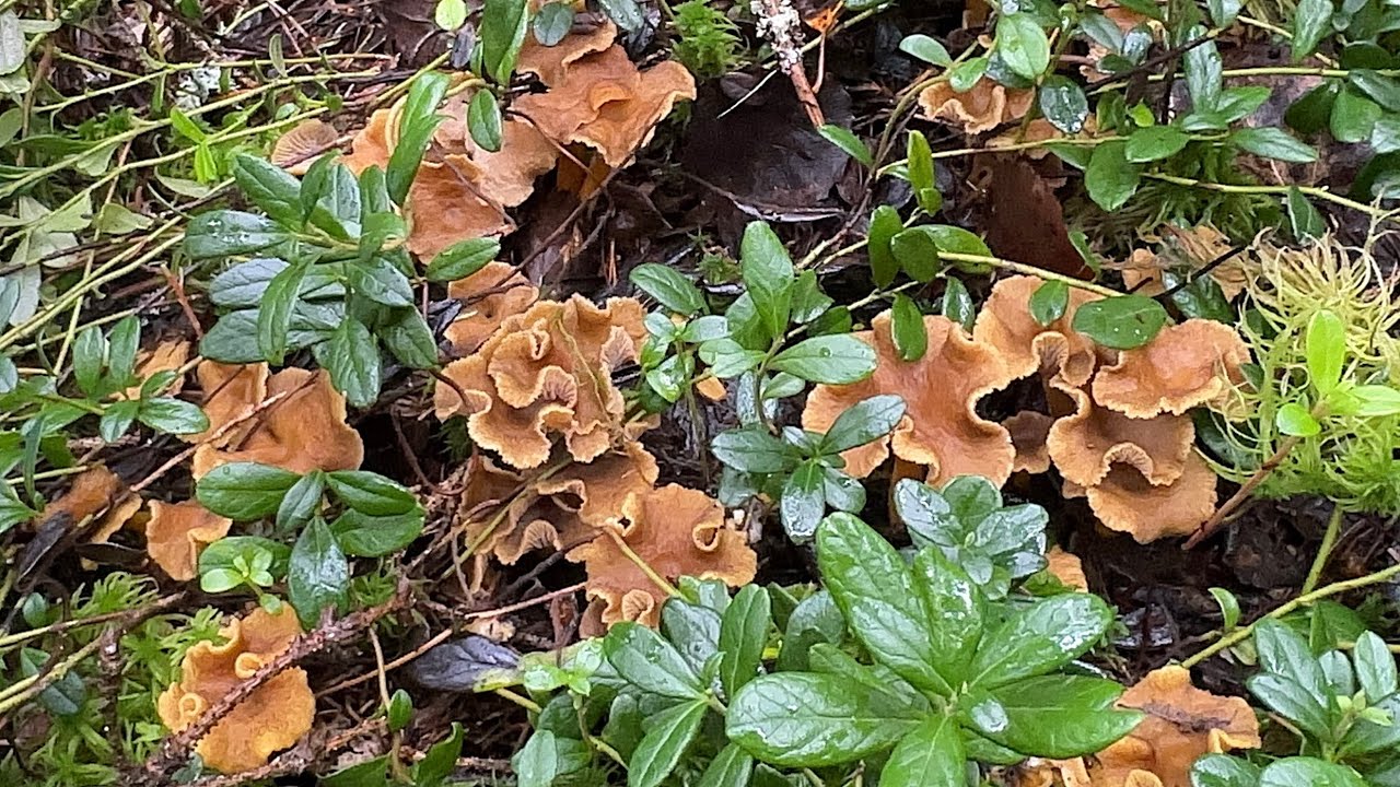 (Rerun) ไฮไลท์สวยๆ Trattkantarell 🇸🇪(Cantharellus_Tubaeformis) ดงเห็ดทรัตในป่าน้ำตก สวย ฟิน